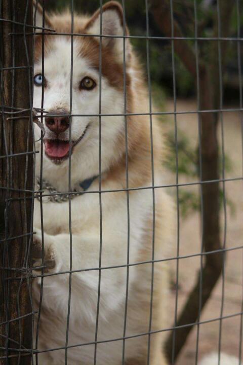 Read more about the article PBSA chips in for huskies